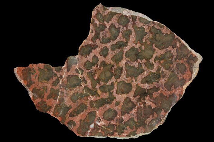 Polished Stromatolite (Minjaria) Slab - Million Years #129173